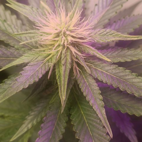 King - Amnesia Lemon growlog timeline photo