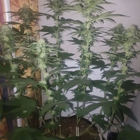 King - Amnesia Lemon growlog timeline photo