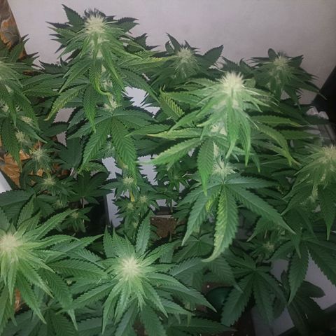King - Amnesia Lemon growlog timeline photo