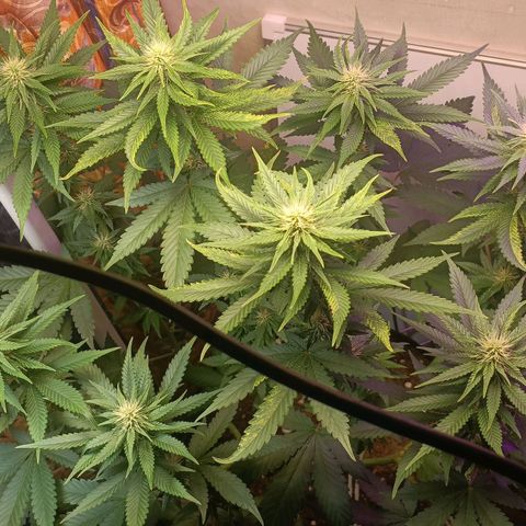 King - Amnesia Lemon growlog timeline photo