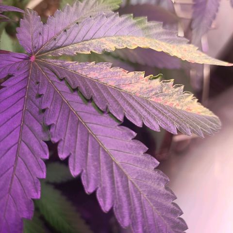 King - Amnesia Lemon growlog timeline photo