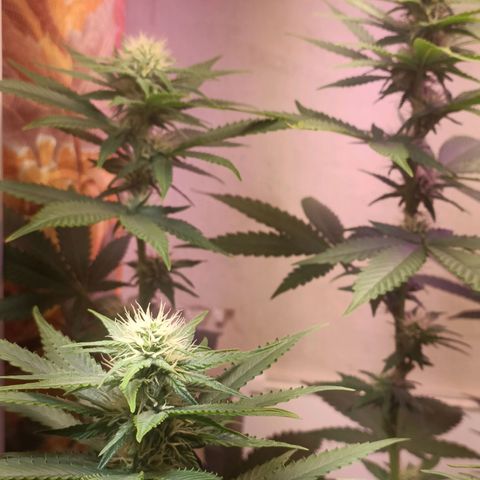 King - Amnesia Lemon growlog timeline photo