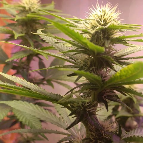 King - Amnesia Lemon growlog timeline photo