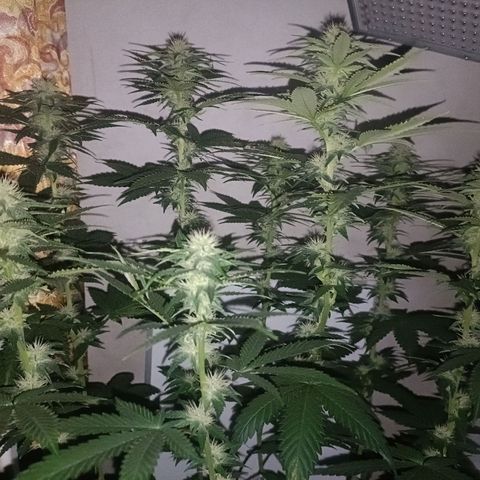 King - Amnesia Lemon growlog timeline photo