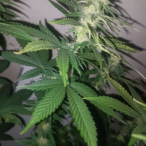 King - Amnesia Lemon growlog timeline photo