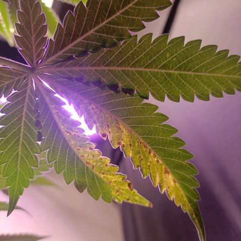 King - Amnesia Lemon growlog timeline photo