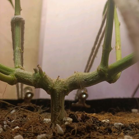 King - Amnesia Lemon growlog timeline photo