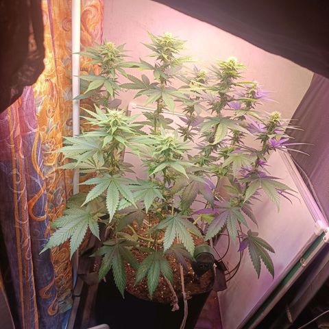 King - Amnesia Lemon growlog timeline photo