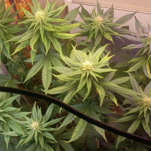 King - Amnesia Lemon growlog timeline photo