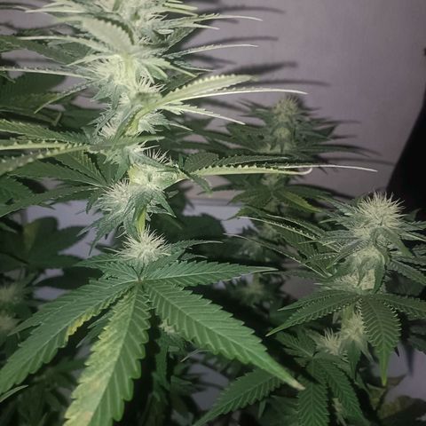 King - Amnesia Lemon growlog timeline photo