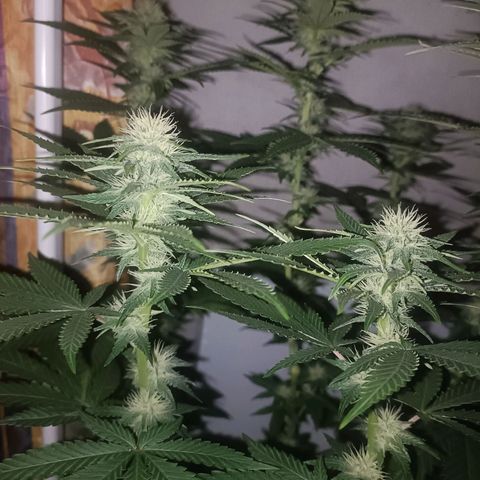 King - Amnesia Lemon growlog timeline photo