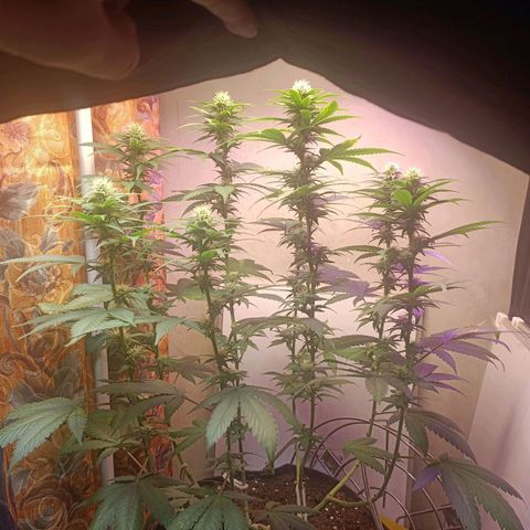 King - Amnesia Lemon growlog timeline photo