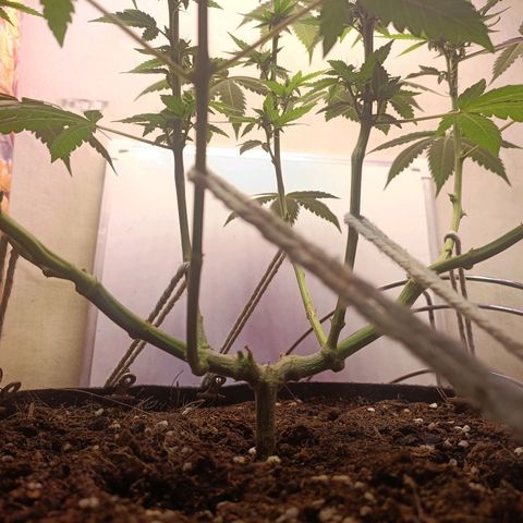 King - Amnesia Lemon growlog timeline photo
