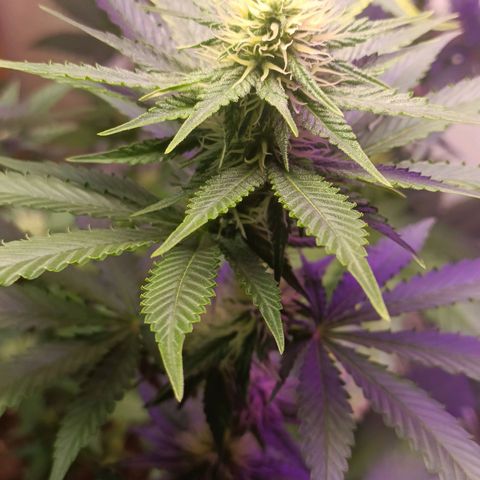 King - Amnesia Lemon growlog timeline photo