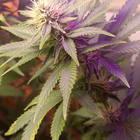 King - Amnesia Lemon growlog timeline photo