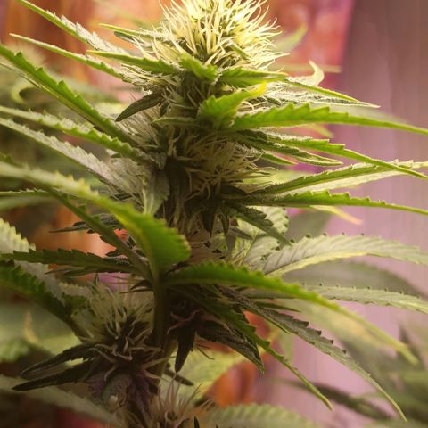 King - Amnesia Lemon growlog timeline photo
