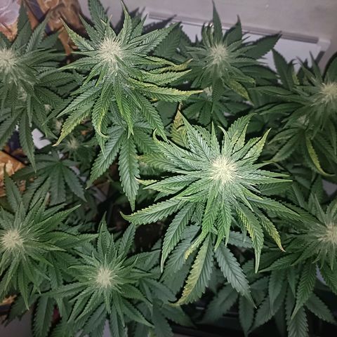 King - Amnesia Lemon growlog timeline photo