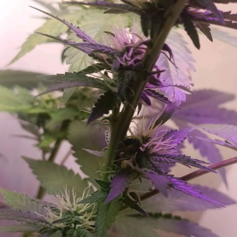 King - Amnesia Lemon growlog timeline photo