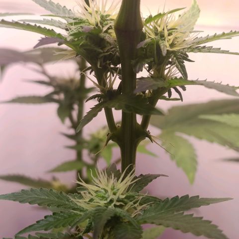King - Amnesia Lemon growlog timeline photo
