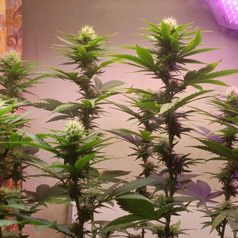 King - Amnesia Lemon growlog timeline photo