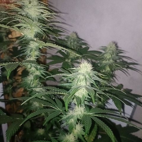 King - Amnesia Lemon growlog timeline photo