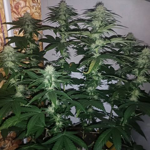 King - Amnesia Lemon growlog timeline photo