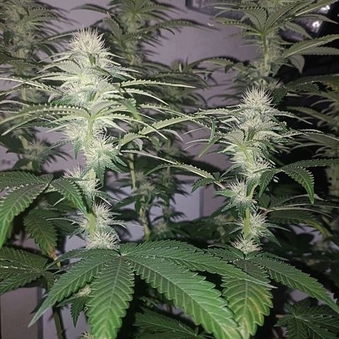 King - Amnesia Lemon growlog timeline photo
