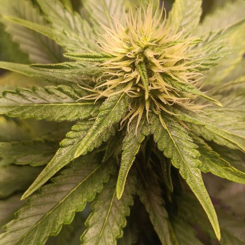 King - Amnesia Lemon growlog timeline photo