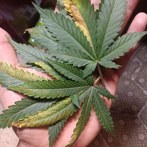 King - Amnesia Lemon growlog timeline photo