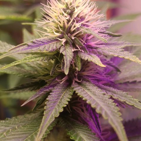 King - Amnesia Lemon growlog timeline photo