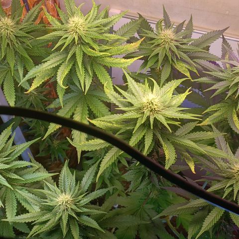King - Amnesia Lemon growlog timeline photo