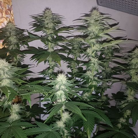 King - Amnesia Lemon growlog timeline photo