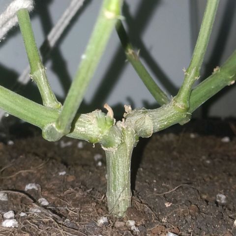 King - Amnesia Lemon growlog timeline photo