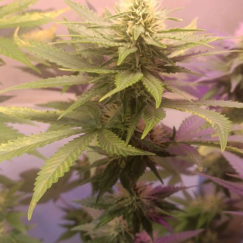 King - Amnesia Lemon growlog timeline photo