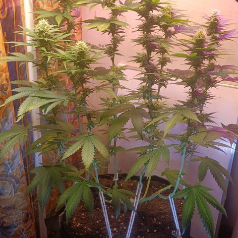 King - Amnesia Lemon growlog timeline photo