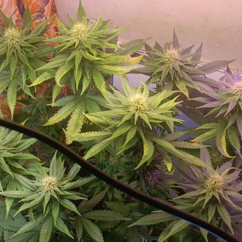 King - Amnesia Lemon growlog timeline photo