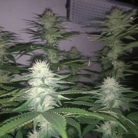 King - Amnesia Lemon growlog timeline photo