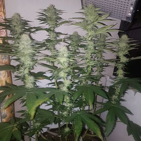 King - Amnesia Lemon growlog timeline photo