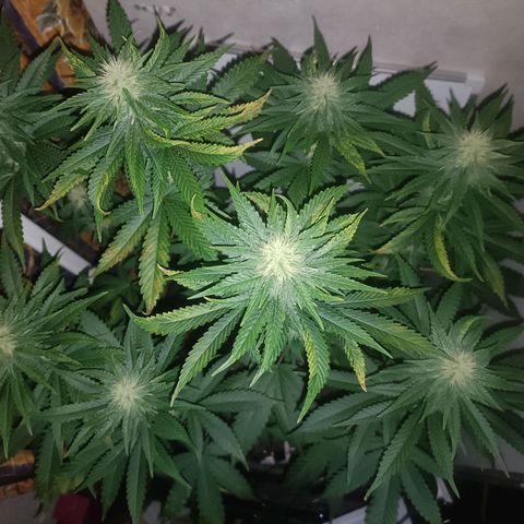 King - Amnesia Lemon growlog timeline photo