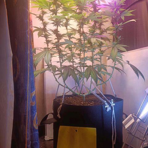 King - Amnesia Lemon growlog timeline photo