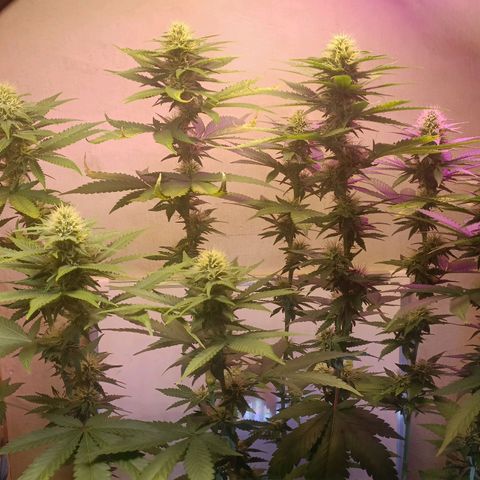 King - Amnesia Lemon growlog timeline photo