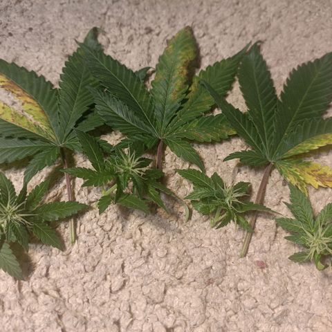 King - Amnesia Lemon growlog timeline photo