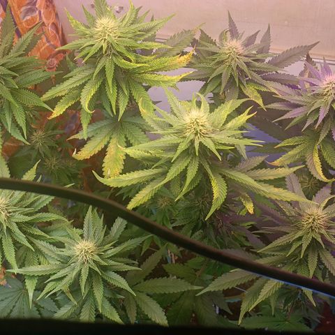 King - Amnesia Lemon growlog timeline photo