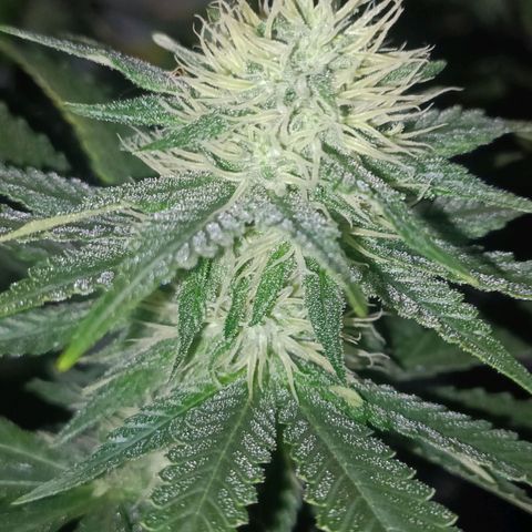 King - Amnesia Lemon growlog timeline photo