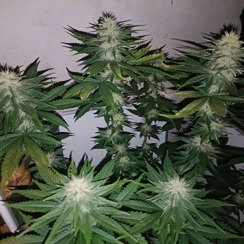 King - Amnesia Lemon growlog timeline photo