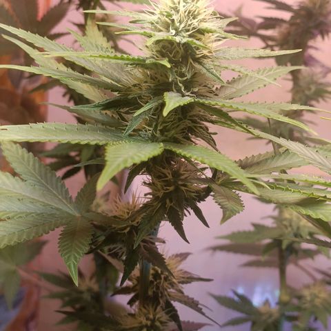 King - Amnesia Lemon growlog timeline photo