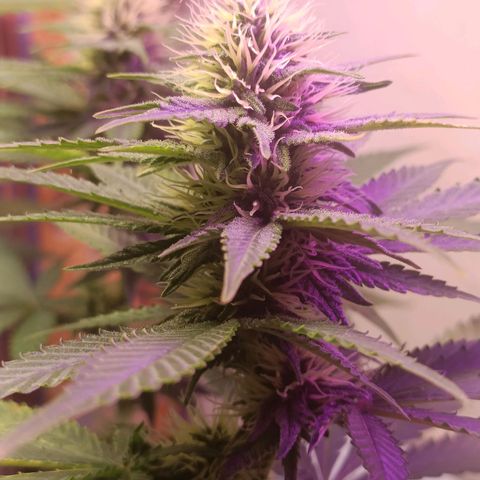 King - Amnesia Lemon growlog timeline photo