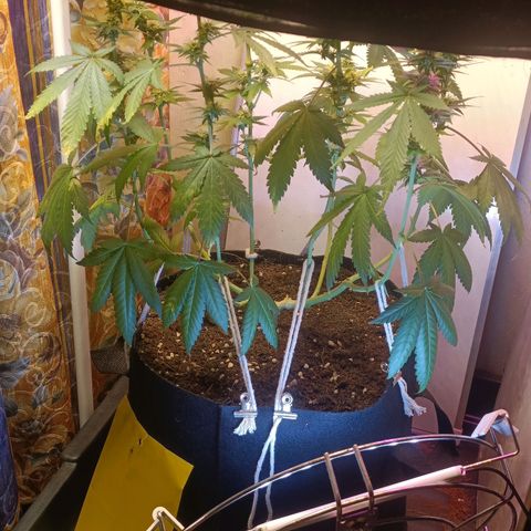 King - Amnesia Lemon growlog timeline photo