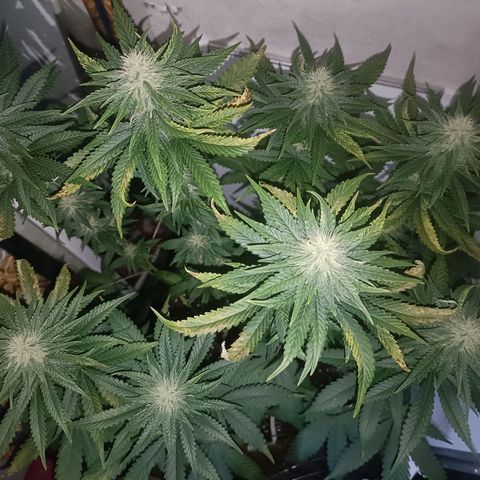 King - Amnesia Lemon growlog timeline photo