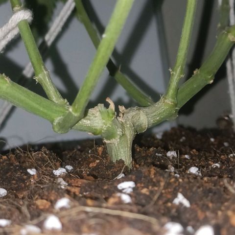 King - Amnesia Lemon growlog timeline photo